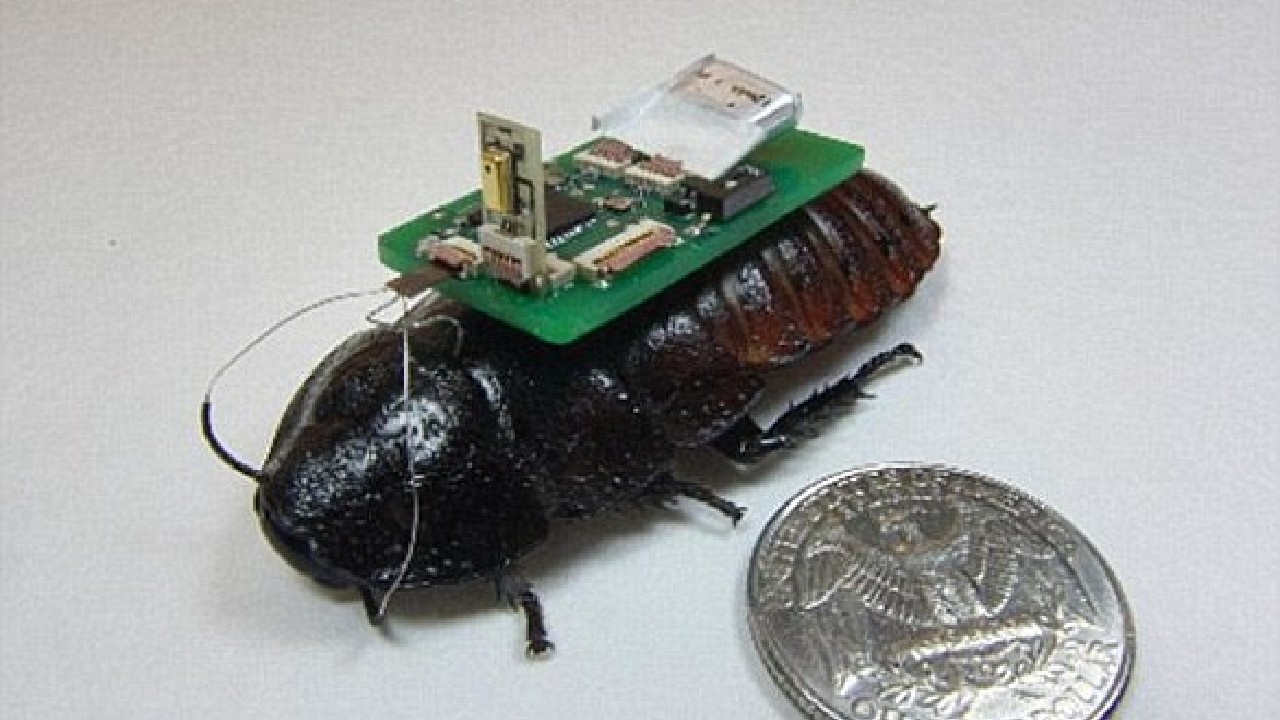 Bilim İnsanları Yarı Robot Yarı Hamam Böceği Üretti - Yerli Portal