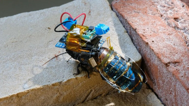 Bilim İnsanları Yarı Robot Yarı Hamam Böceği Üretti