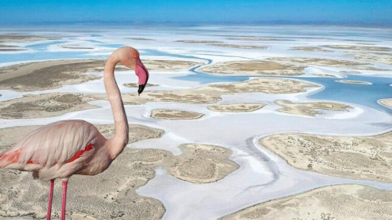 Binlerce Flamingonun Vefatına Dair Valilikten Açıklama Geldi