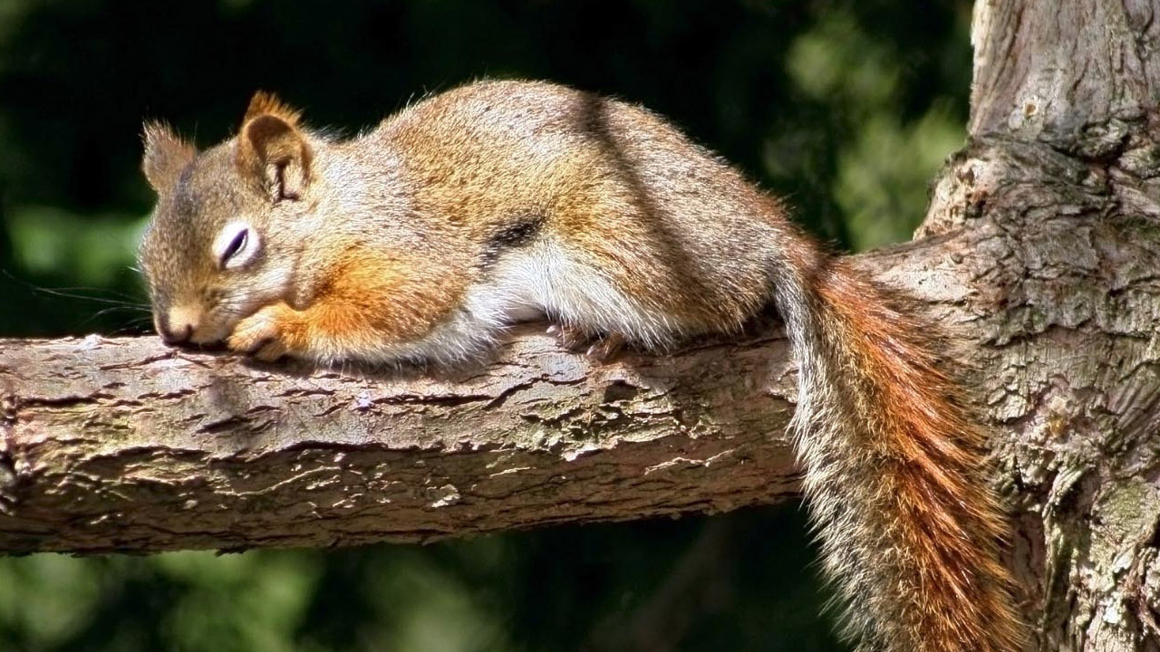 Dünyanın En Çok Uyuyan Hayvanları - Yerli Portal
