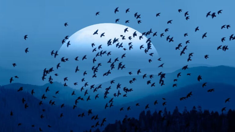 Göçmen Kuşlar Dünya’nın Manyetik Alanından Yararlanıyor