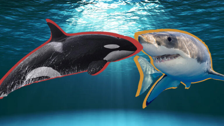 Katil Balinaların Büyük Beyaz Köpek Balığı Avladığı Anlar!