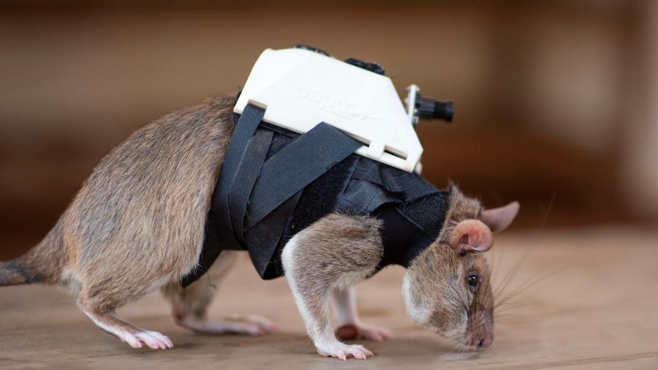 Sırt Çantalı Sıçanlar Arama Kurtarmada Kullanılabilir! - Yerli Portal