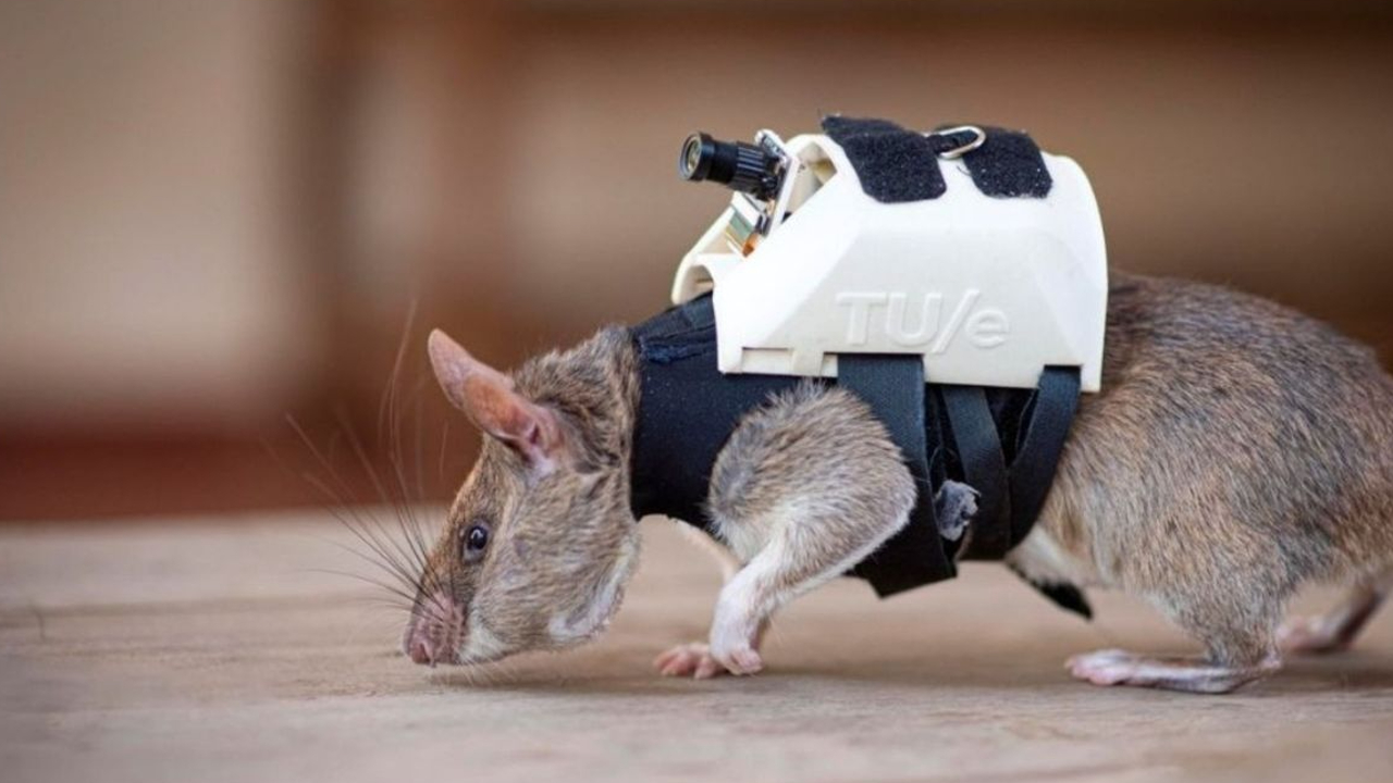 Sırt Çantalı Sıçanlar Arama Kurtarmada Kullanılabilir! - Yerli Portal