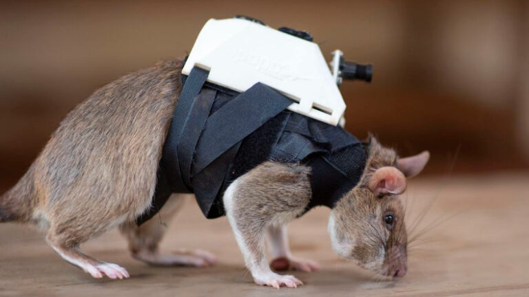 Sırt Çantalı Sıçanlar Arama Kurtarmada Kullanılabilir!