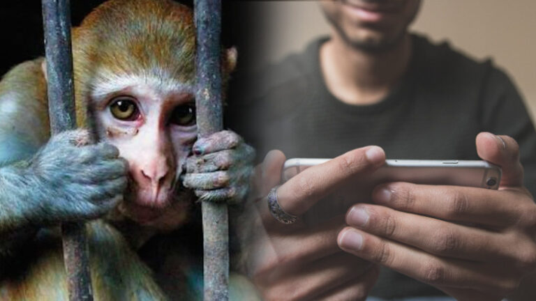 Toplumsal Medyadaki Görüntüler Hayvan İstismarını Süratle Artırıyor
